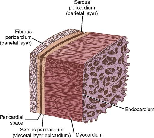 16. Cardiac Surgery | Basicmedical Key