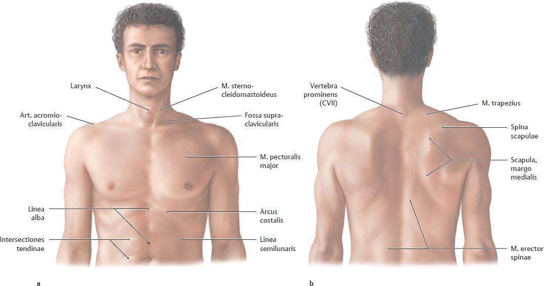 Topographical Anatomy | Basicmedical Key