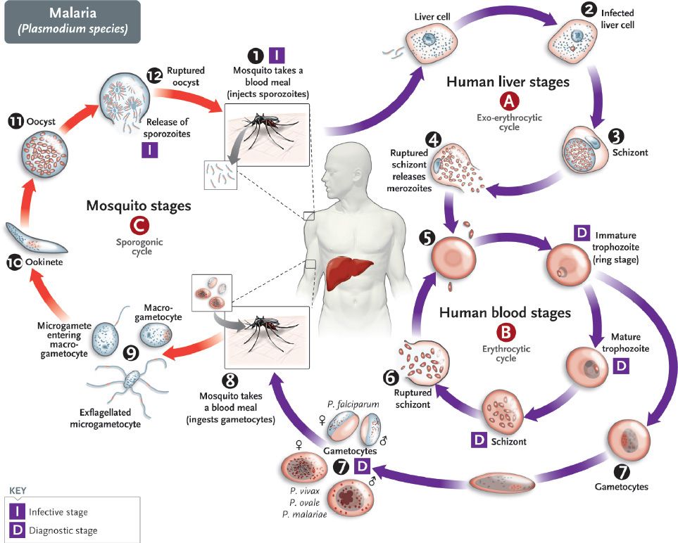 Protozoa Life Cycle Diagram