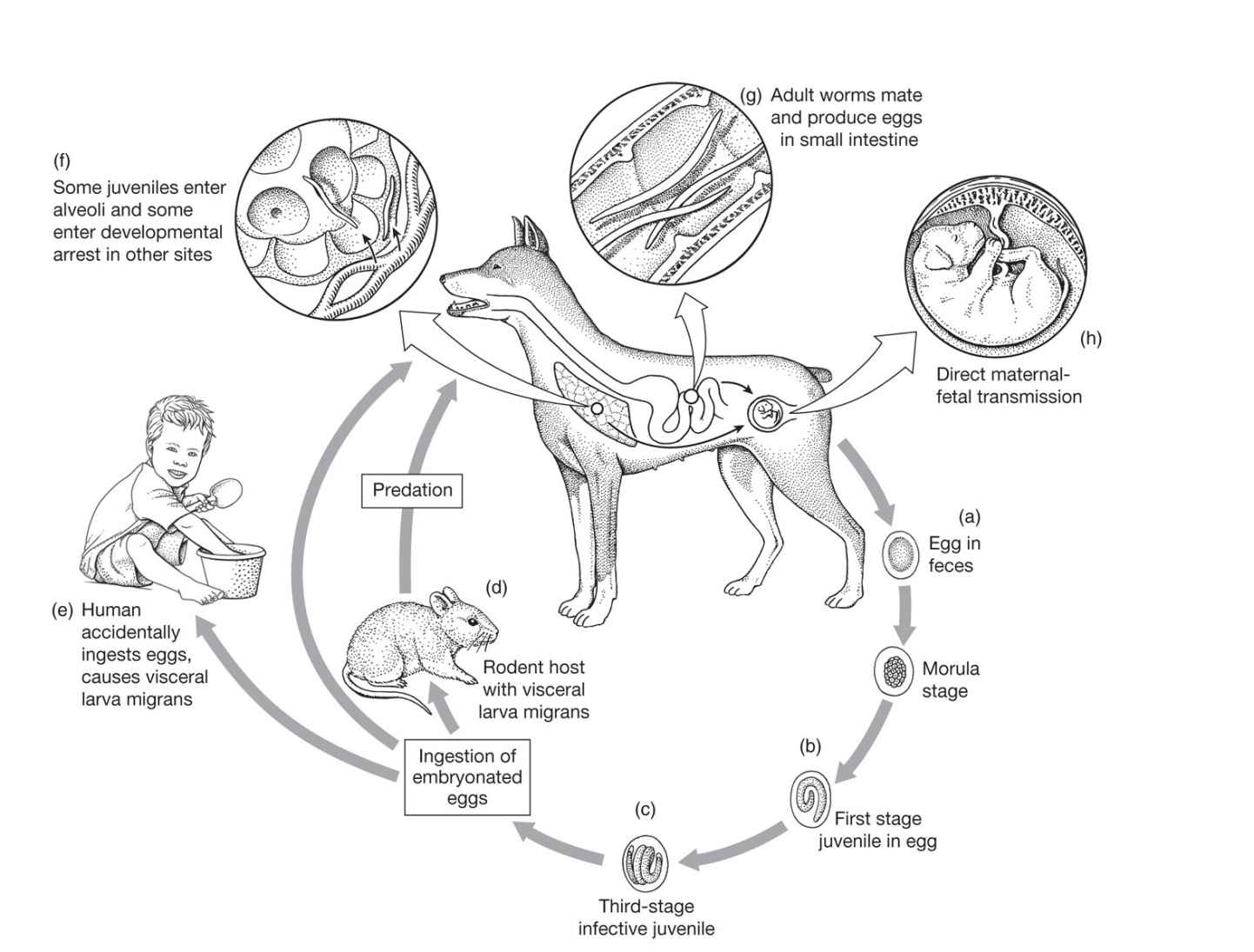 Toxocara Canis Life Cycle