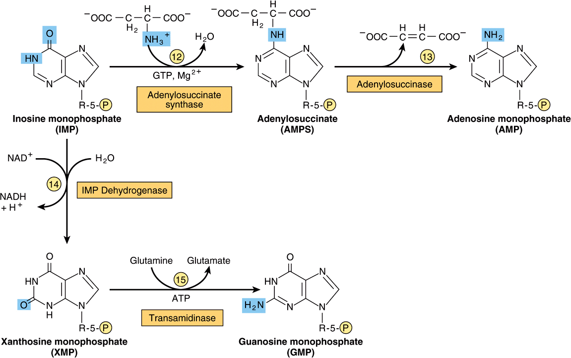 hydrogen metabolism suplements