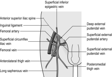 Diagram Of Groin Area - Vascular Anatomy of Groin Medical Illustration