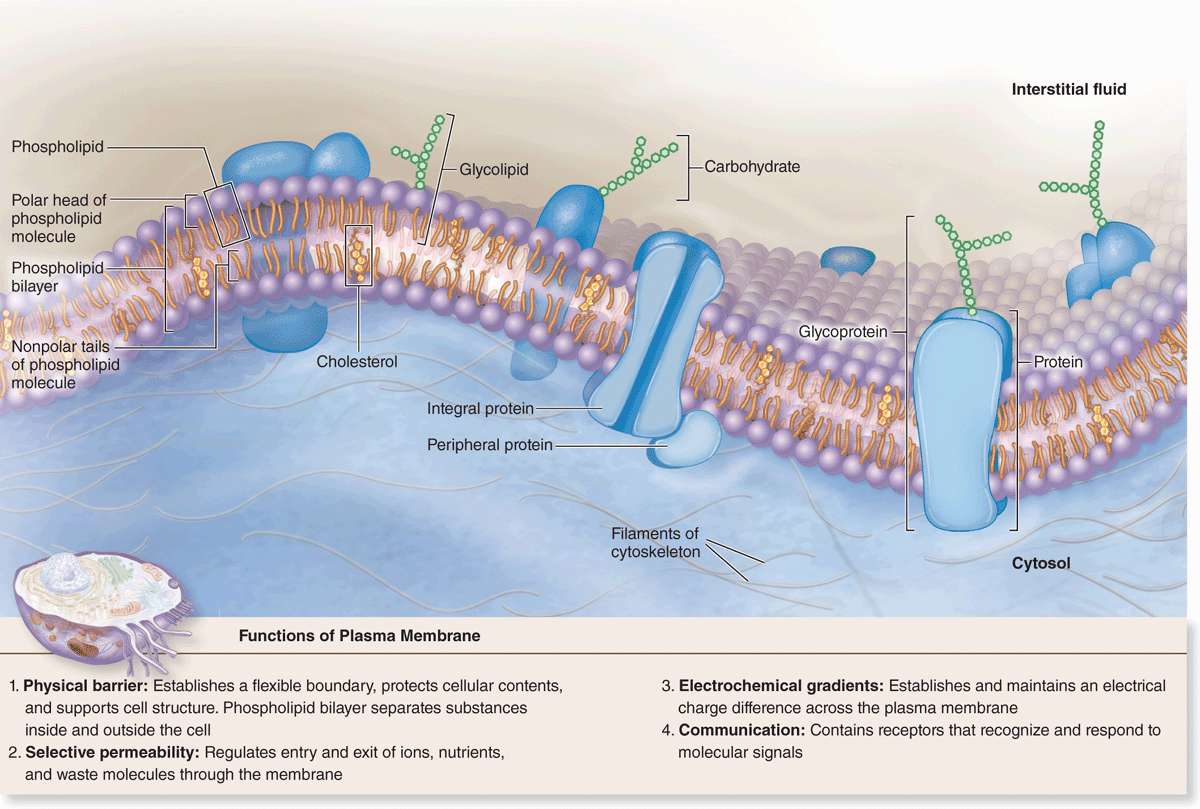 the-cytoplasm-basicmedical-key