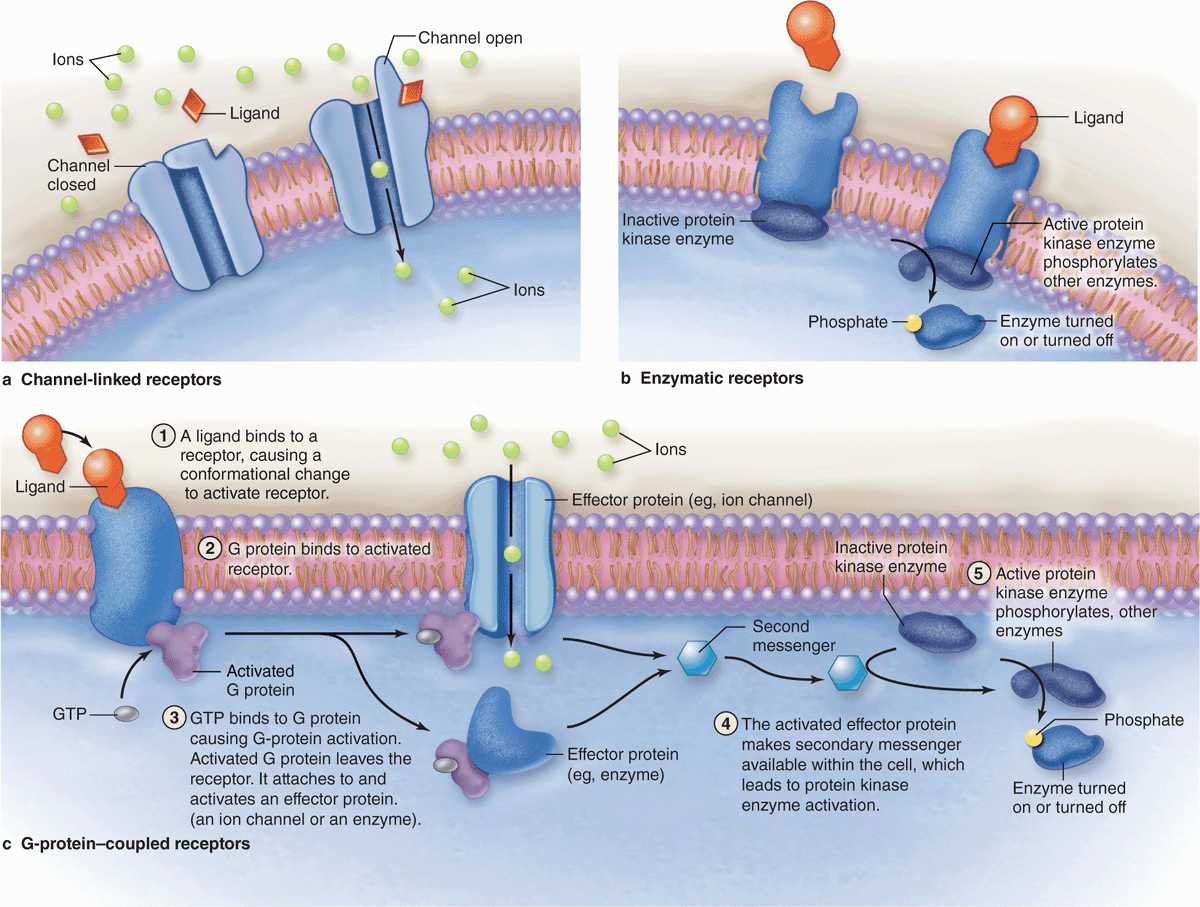 The Cytoplasm Basicmedical Key