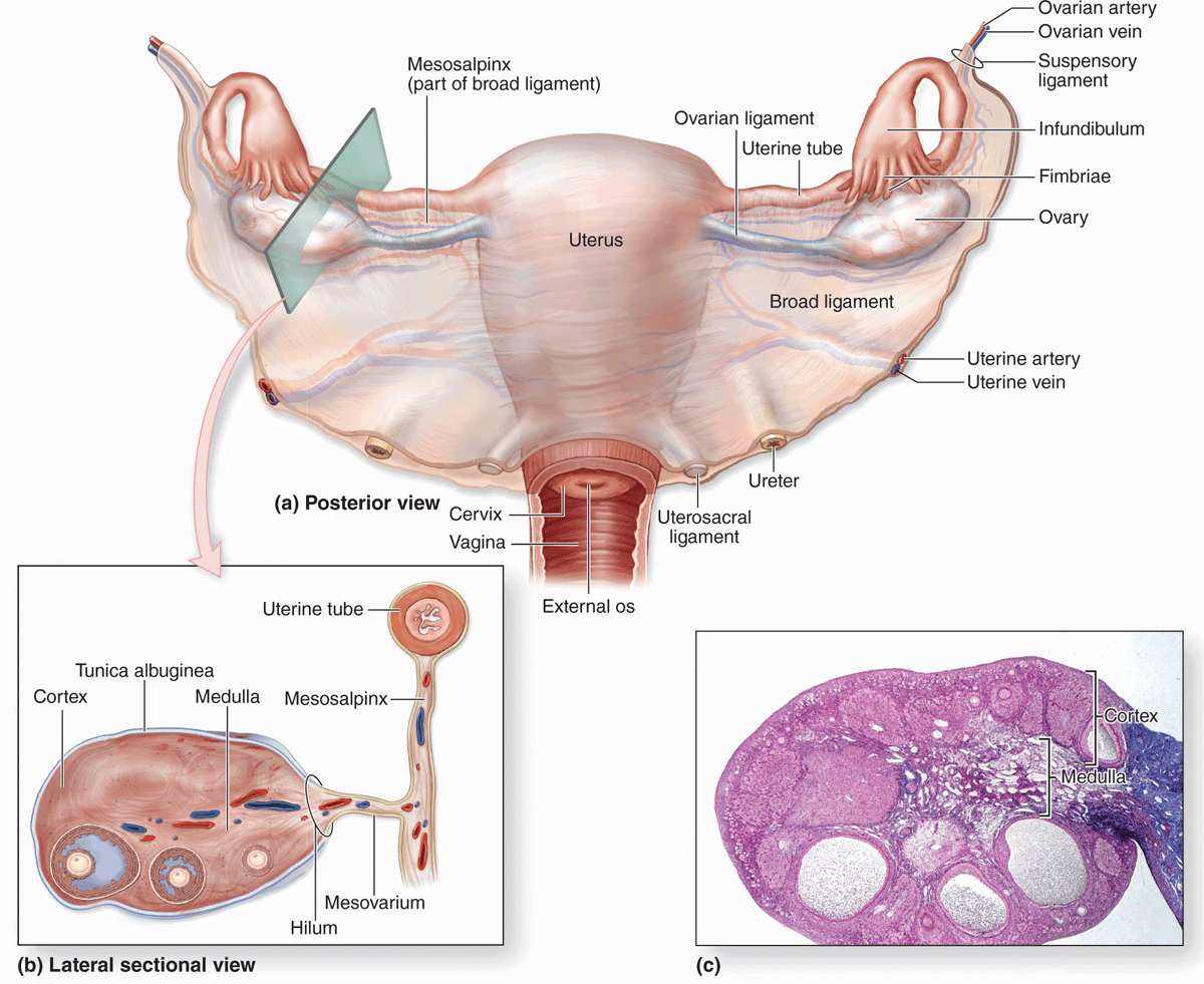 The Female Reproductive System Basicmedical Key