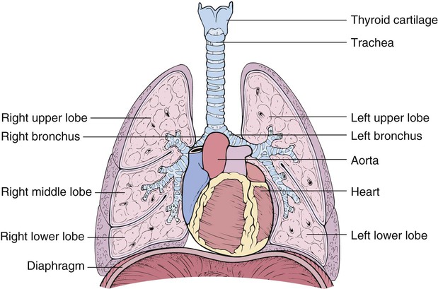 function of the respiratory system