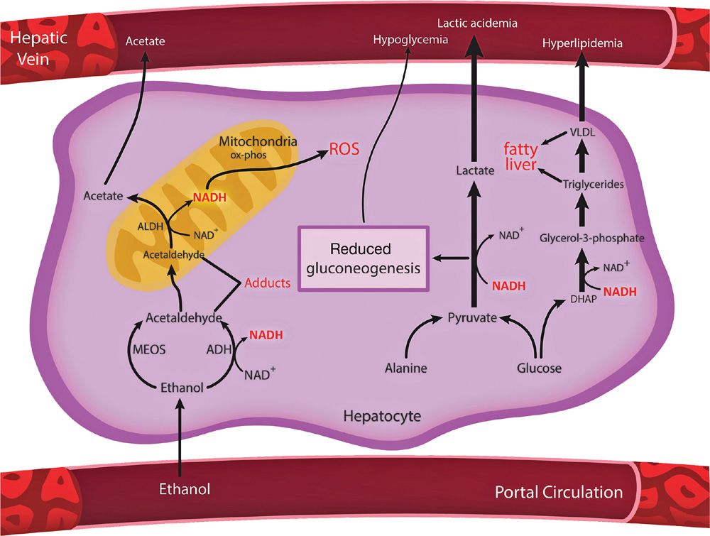 18-ethanol-metabolism-basicmedical-key