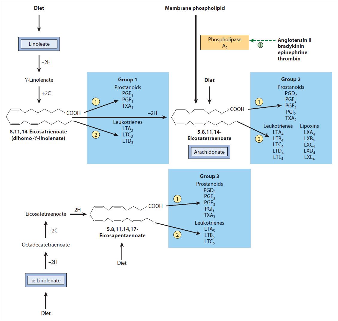 22 Lipids: The Eicosanoids: Prostaglandins, Leukotrienes, and Thromboxanes