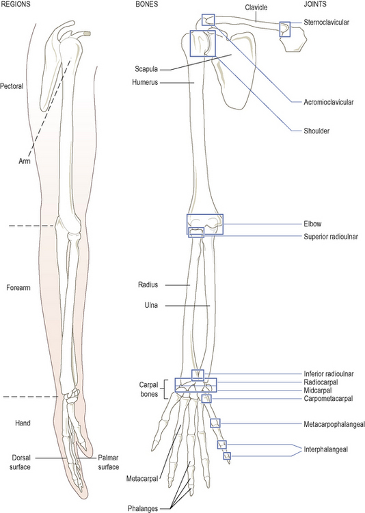 8.2 Bones of the Upper Limb – Mohawk – PN Structure & Function of the Human  Body