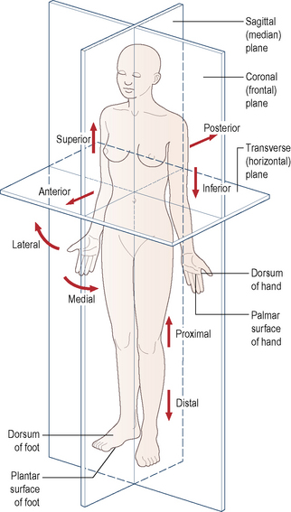 Anatomical Position and Planes, Human Anatomy and Physiology Lab (BSB 141)