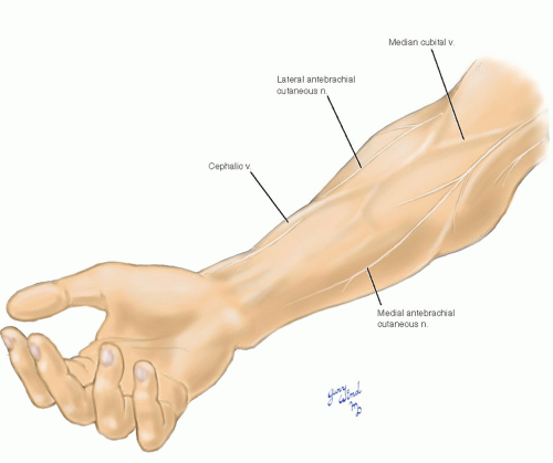arm vein anatomy surface