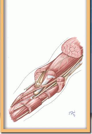 Forearm Vessels | Basicmedical Key