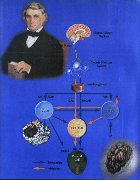 Towards An Understanding of the Physiology of the Stomach