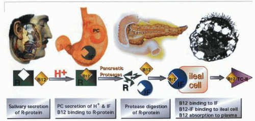 Intrinsic Factor | Basicmedical Key