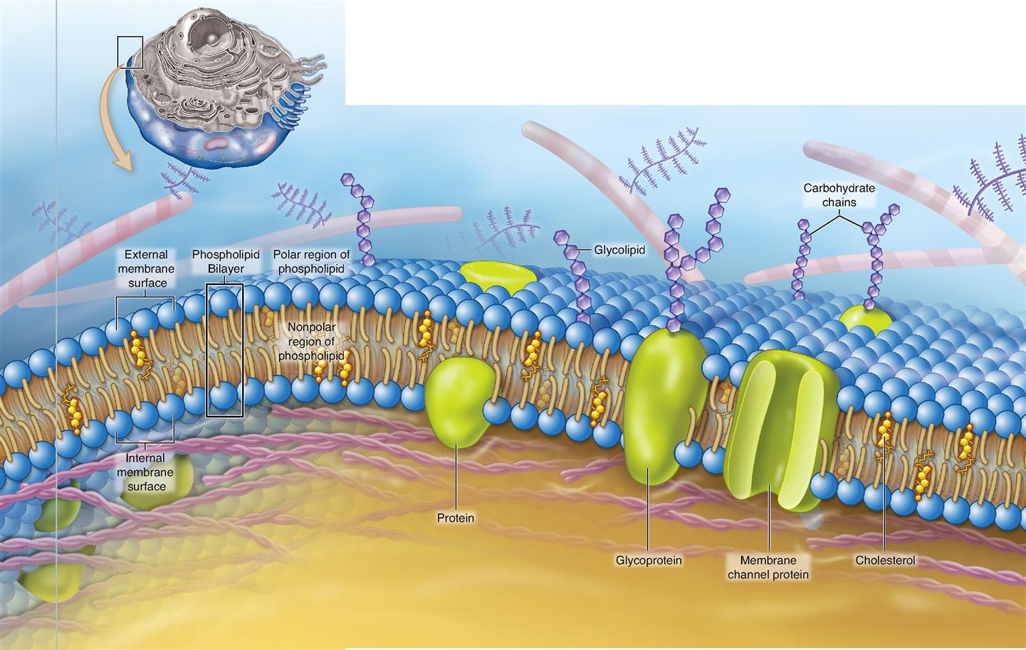 Живая мембрана. Plasma Cell membrane. Клеточная мембрана Матрикс. Плазматическая мембрана 3d. Холестерин в мембране клетки.