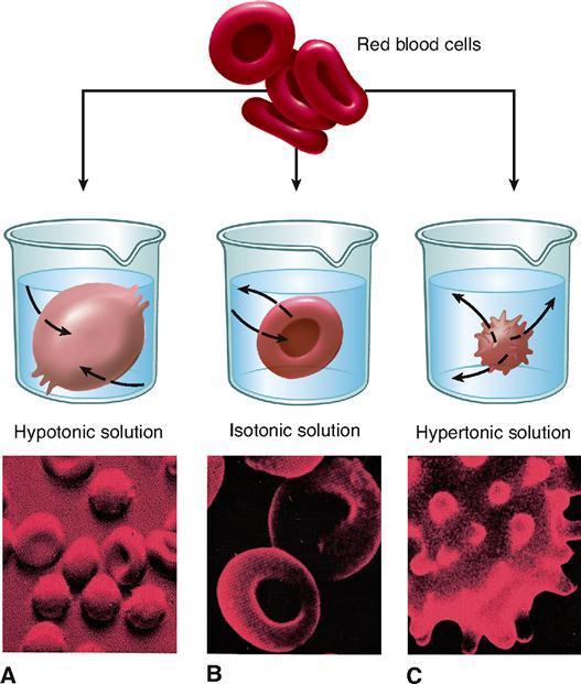 a-living-animal-cell-is-kept-in-hypotonic-solution-osmosis-and