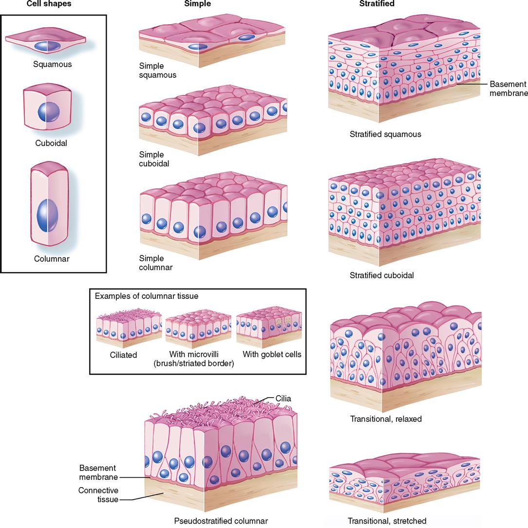 Epithelial Tissue Anatomy Pdf