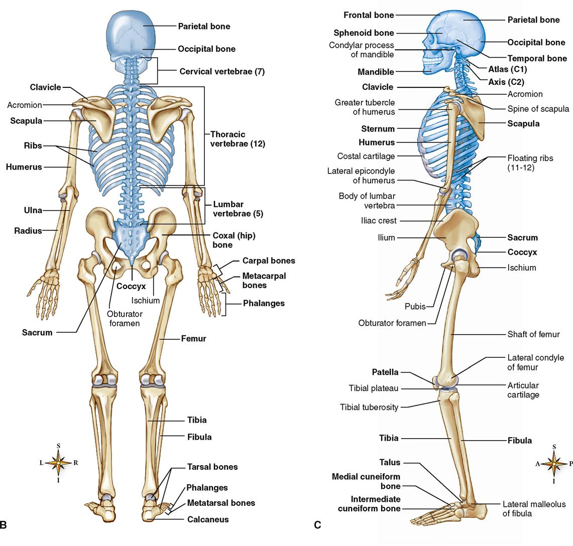 Anterior Skeletal Anatomy