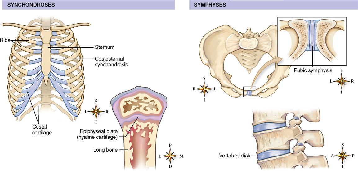 2 types of cartilaginous joints