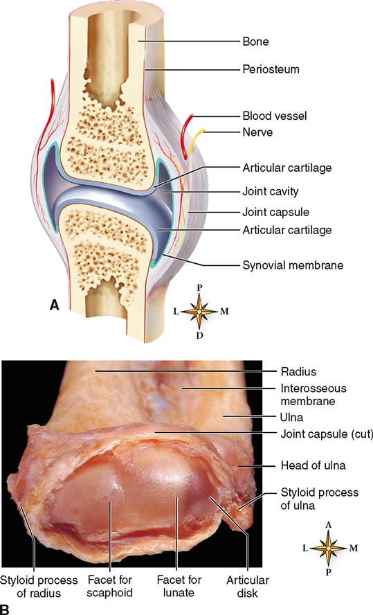 Articula move - Articula Move - PHARMAPELE