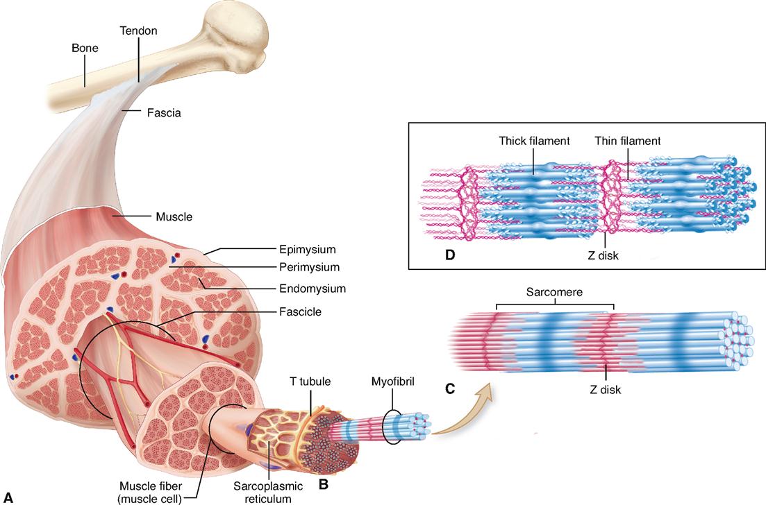 Physiology Of The Muscular System Basicmedical Key