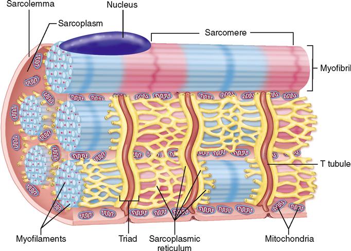 Sarcoplasmic Reticulum