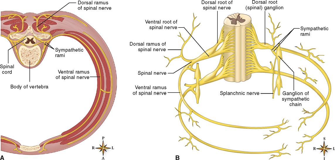 Formation Of Spinal Nerves