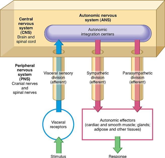 simple autonomic nervous system diagram