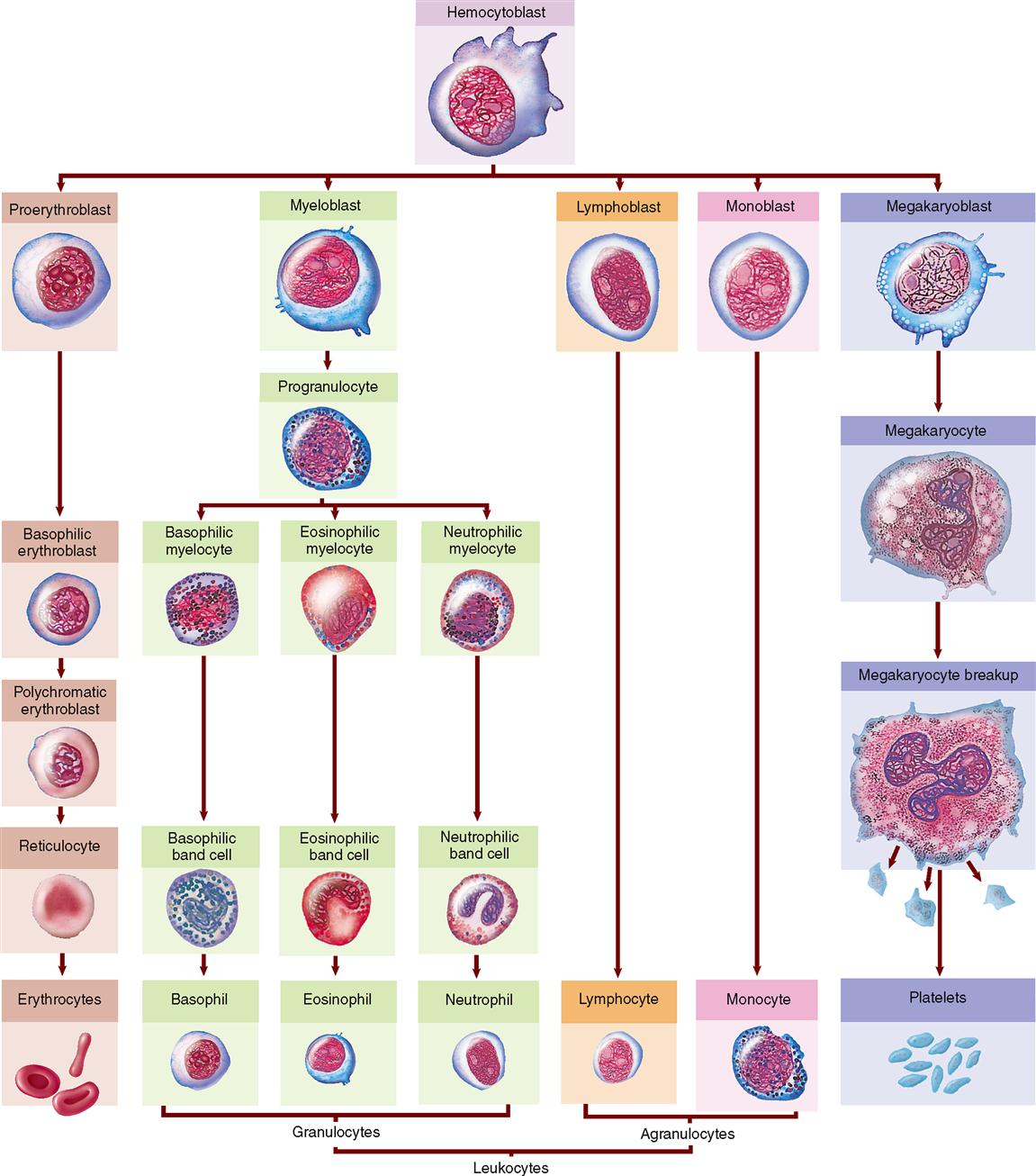 Blood Cell Formation Chart