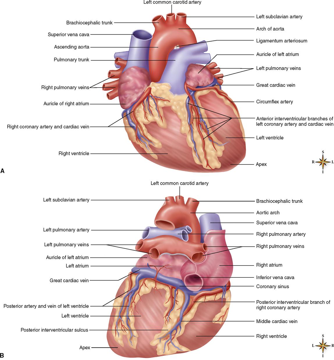 blood vessels of the heart posterior