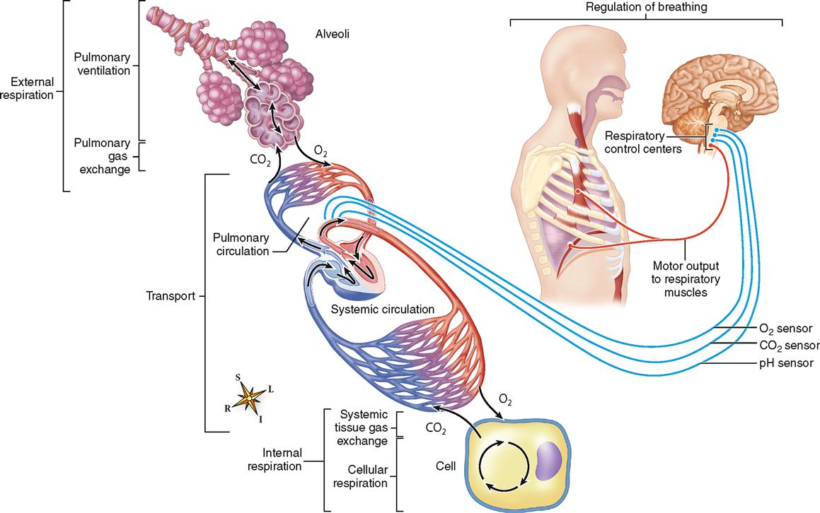 Physiology Of The Respiratory System Basicmedical Key