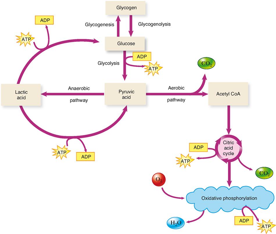 Nutrition and Metabolism | Basicmedical Key