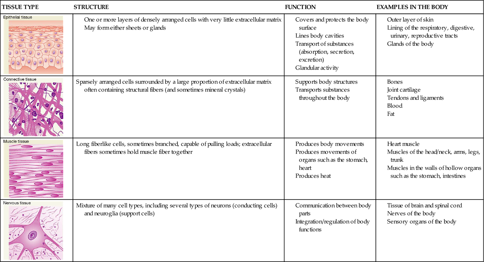 The 4 Types Of Tissue