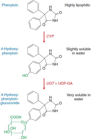 Drug Metabolism | Basicmedical Key