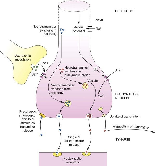 parasympathetic nervous system neurotransmitters