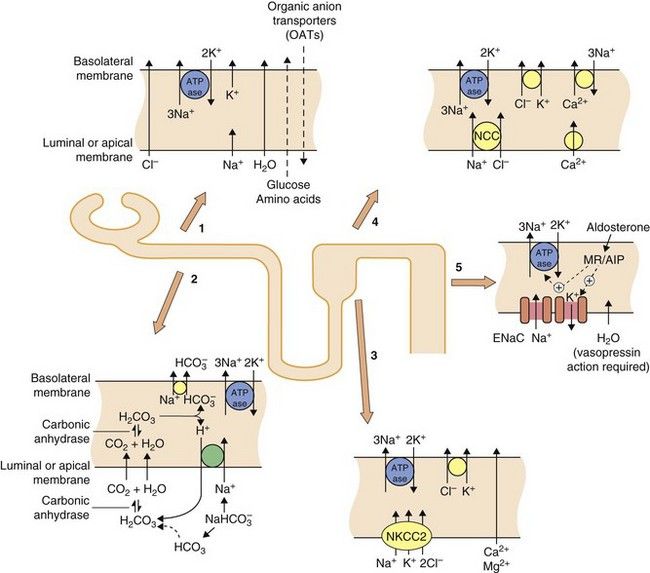 the membrane plasma how fluid is Key Basicmedical  Diuretics