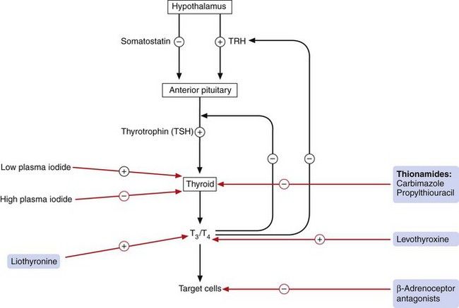 The thyroid and control of metabolic rate Basicmedical Key