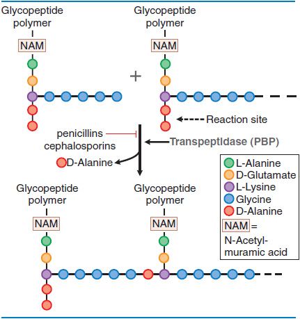 Peptidoglycan Penicillin