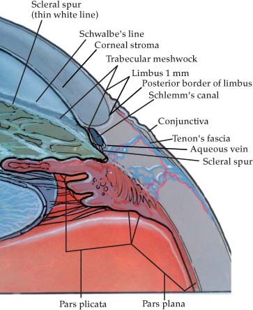 Corneal Problems Associated with Phacoemulsification | Basicmedical Key