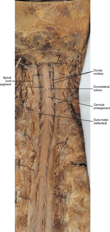 General Anatomy of the Spinal Cord | Basicmedical Key