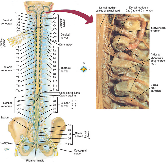 Poster Anatomico The Spinal Nerves – Carta 50x66 Cm – Illustrazione Dei Nervi Spinali