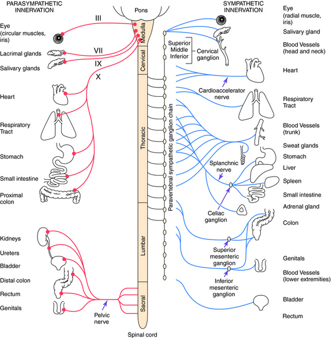 autonomic nervous system spinal cord