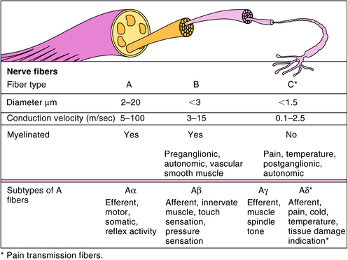 Local Anesthetics | Basicmedical Key