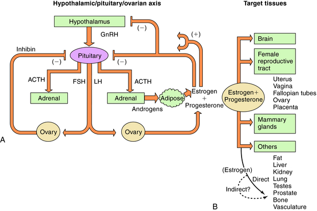 What Is The Role Of Estrogen And Progesterone In The Menstrual Cycle