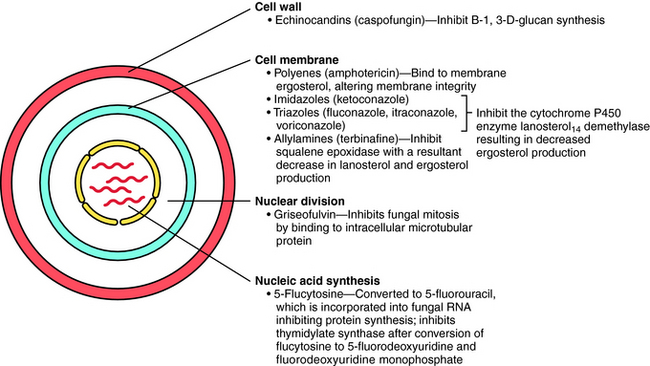 Antifungal Agents | Basicmedical Key