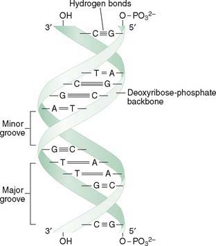 Organization, Synthesis, and Repair of DNA | Basicmedical Key