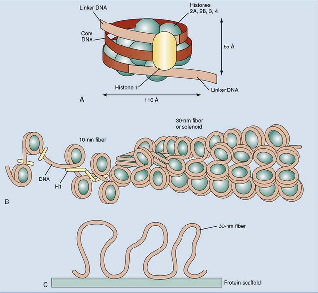 chromosome scaffold protein