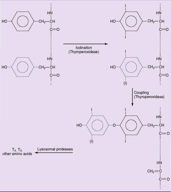 Пэт с тирозином. Тирозин и тиреоглобулин. Thyroid Hormone Synthesis. Схема образования тироксина из тирозина. Тиреоглобулин структурная формула.
