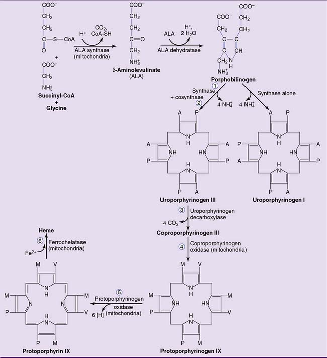 Heme Metabolism | Basicmedical Key