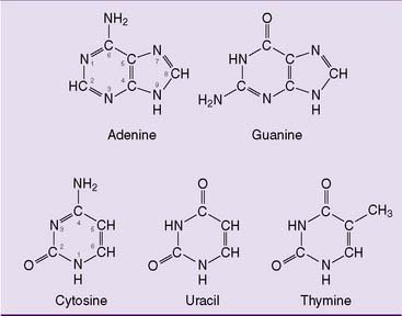 purine and pyrimidine nucleotides